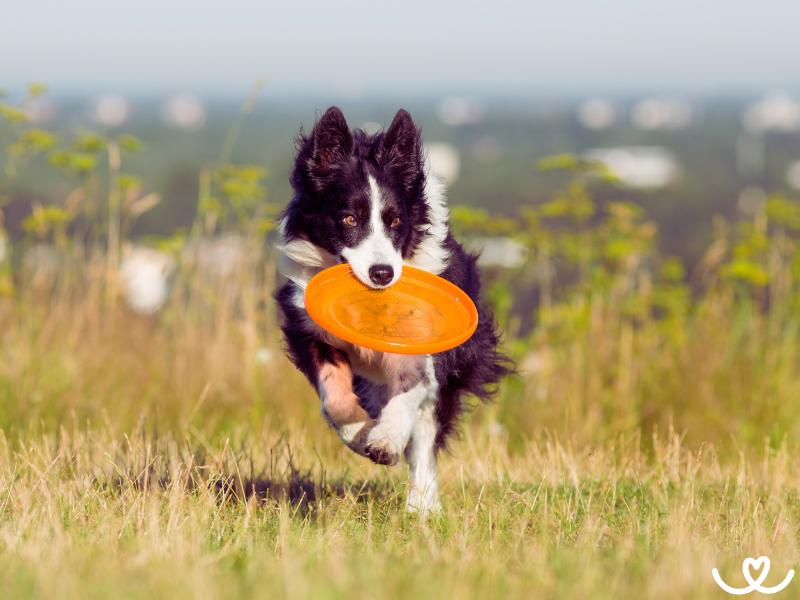 Dogfrisbee (4)